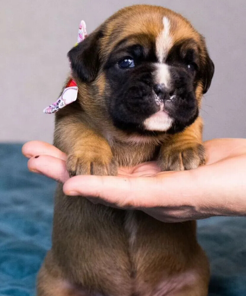 Male and female German Boxer puppies for sale in San Diego, CA