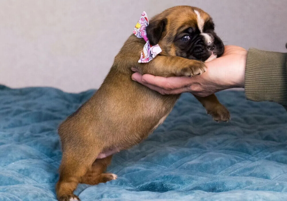 Male and female German Boxer puppies for sale in San Diego, CA