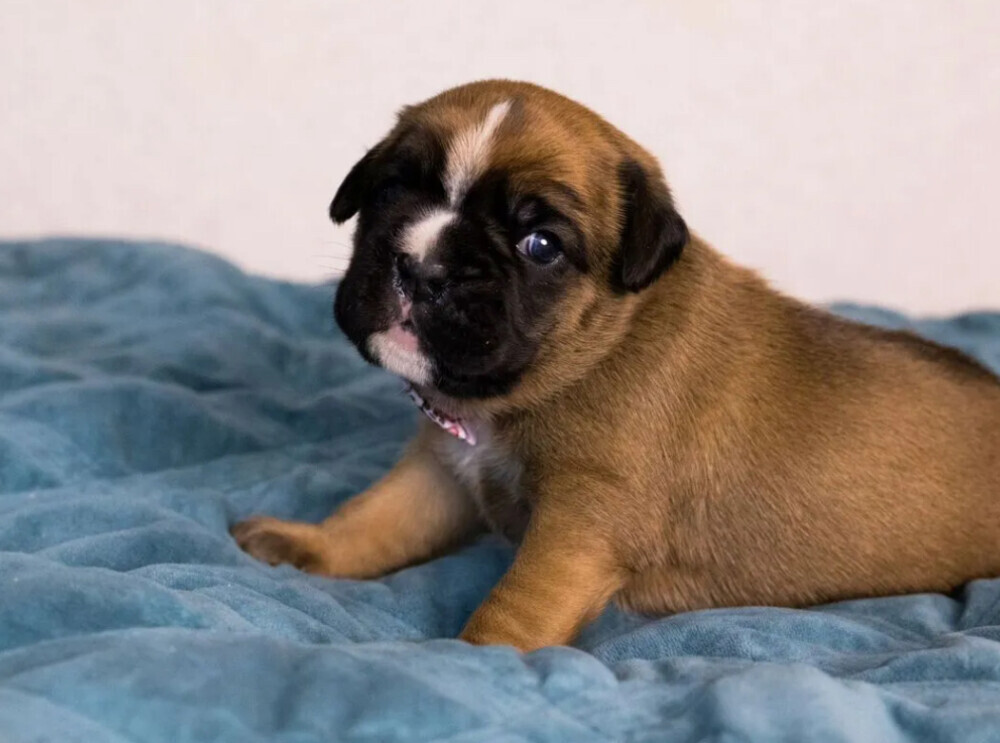 Male and female German Boxer puppies for sale in San Diego, CA
