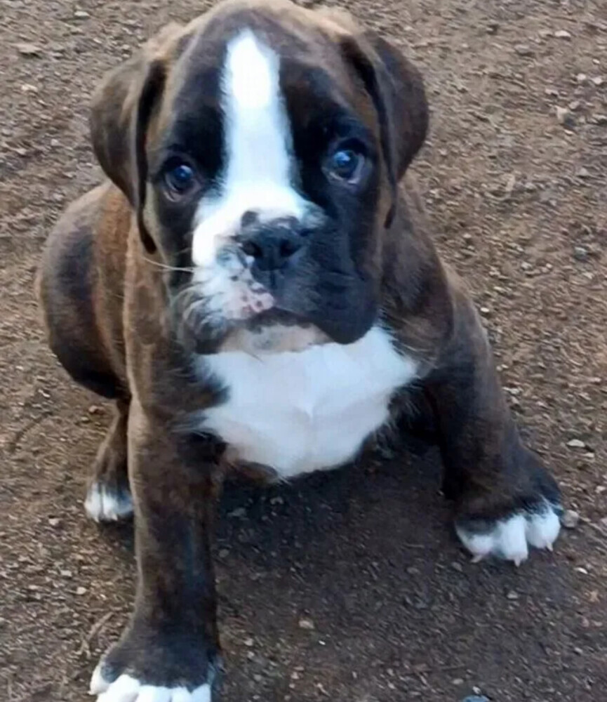Boxer puppies looking for a family in Queens, NY