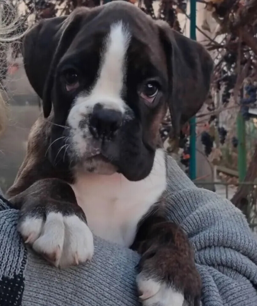 Boxer puppies looking for a family in Queens, NY