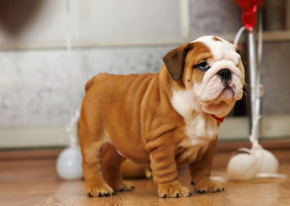 Two male English Bulldogs looking for a home in Manhattan, NY