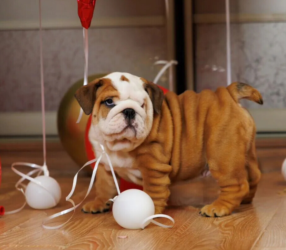Two male English Bulldogs looking for a home in Manhattan, NY