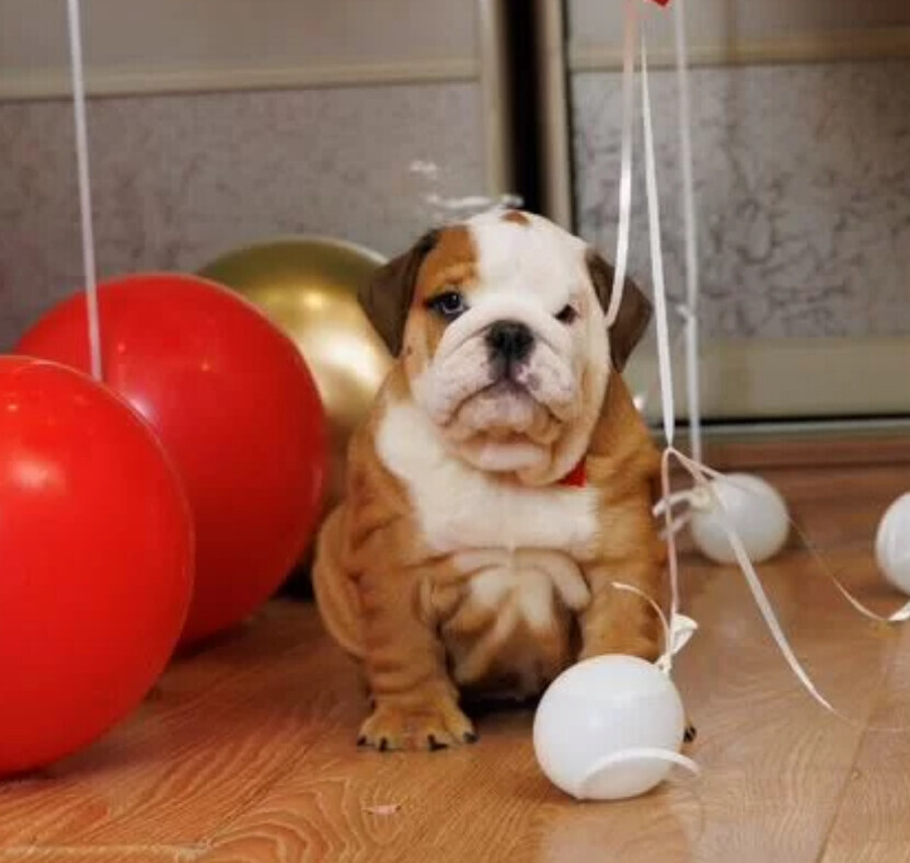 Two male English Bulldogs looking for a home in Manhattan, NY