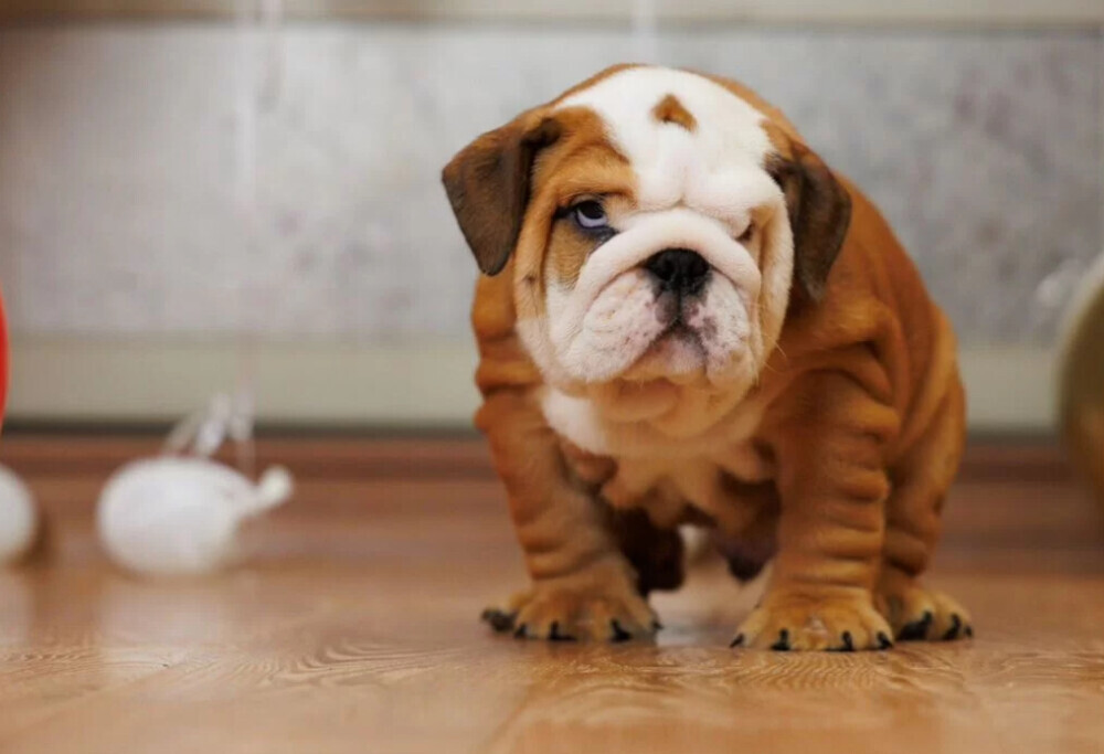 Two male English Bulldogs looking for a home in Manhattan, NY