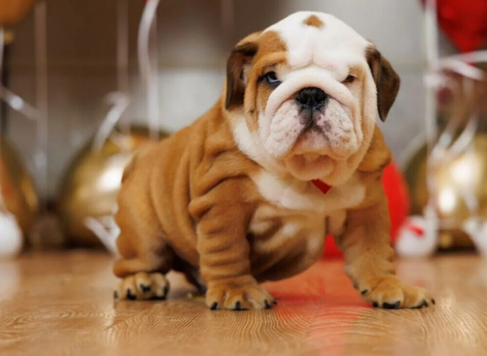 Two male English Bulldogs looking for a home in Manhattan, NY