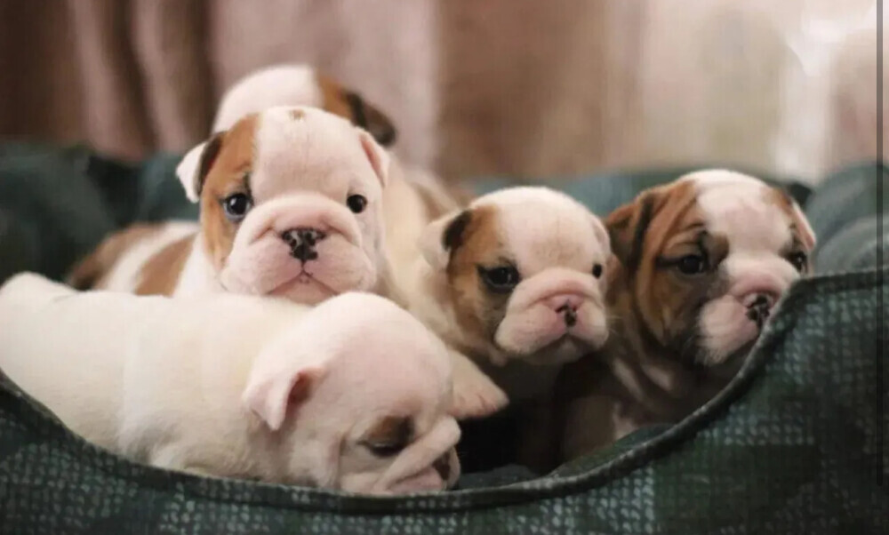 Strong and adorable English Bulldog puppies in Brandon, FL
