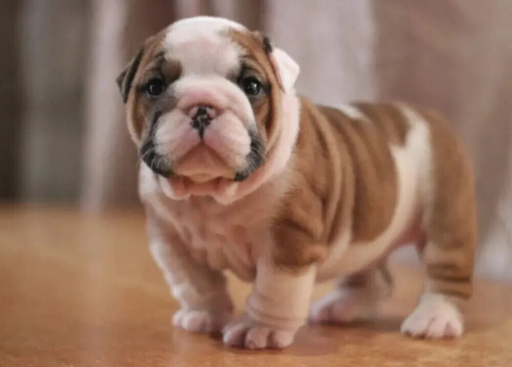 Strong and adorable English Bulldog puppies in Brandon, FL