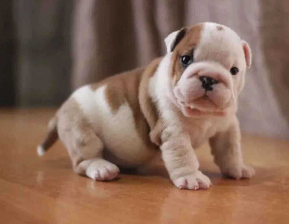 Strong and adorable English Bulldog puppies in Brandon, FL