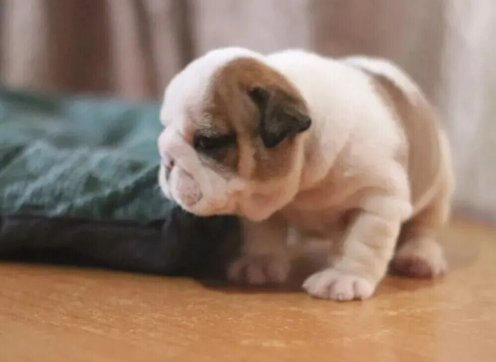 Strong and adorable English Bulldog puppies in Brandon, FL