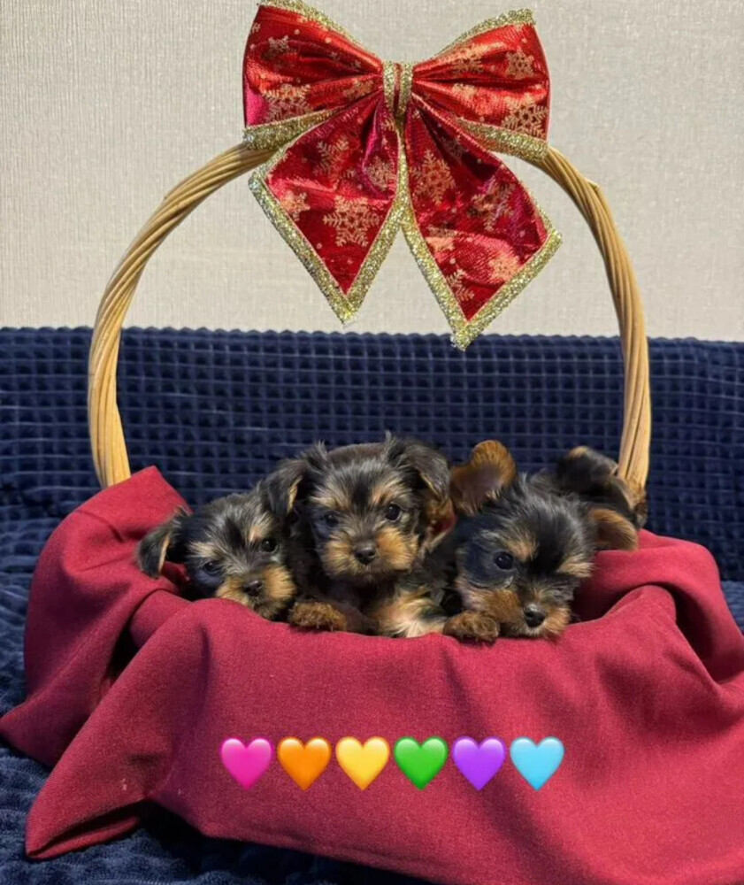Yorkshire Terrier girls looking for owners in Philadelphia, PA