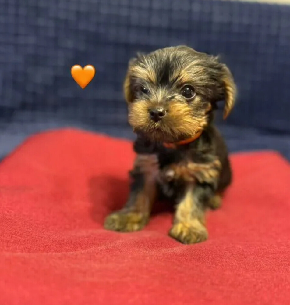 Yorkshire Terrier girls looking for owners in Philadelphia, PA
