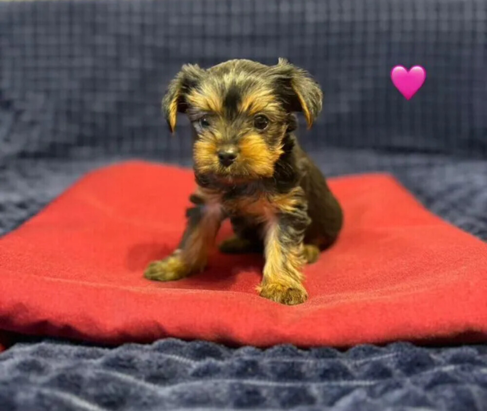 Yorkshire Terrier girls looking for owners in Philadelphia, PA