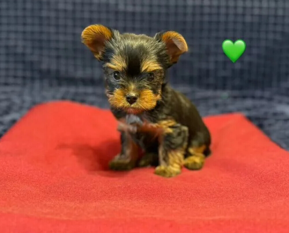 Yorkshire Terrier girls looking for owners in Philadelphia, PA