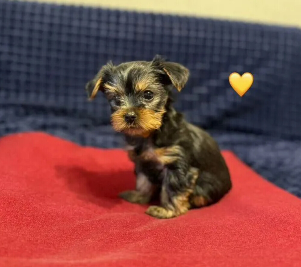 Yorkshire Terrier girls looking for owners in Philadelphia, PA