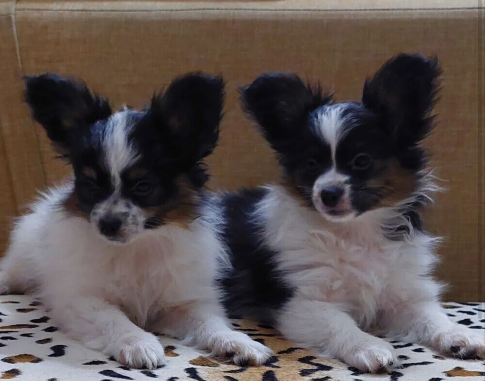Papillon puppies for sale in Las Vegas, NV