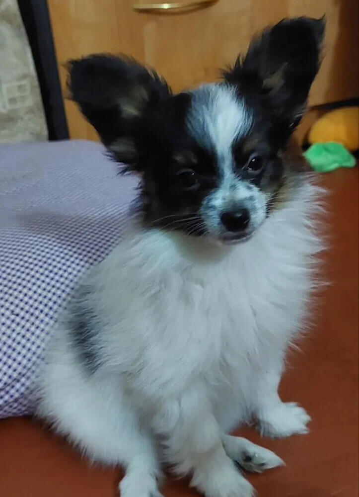 Papillon puppies for sale in Las Vegas, NV