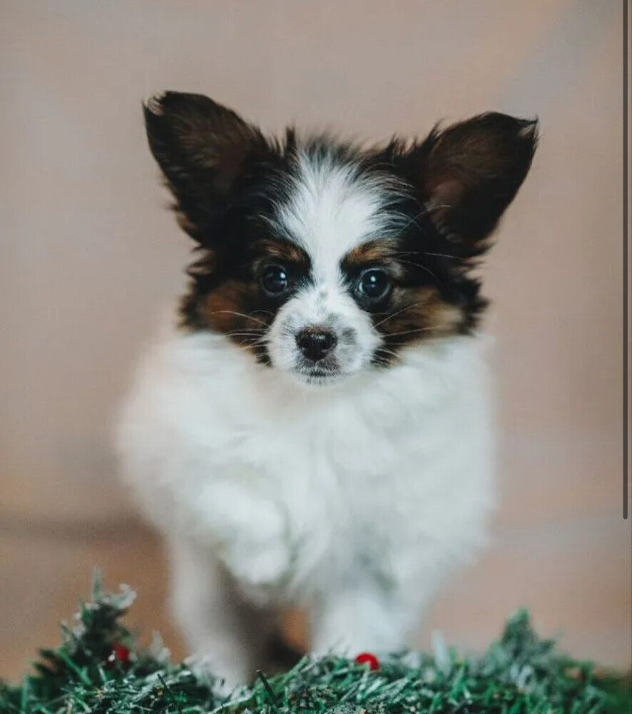 Male Papillon looking for a home in Chicago, IL