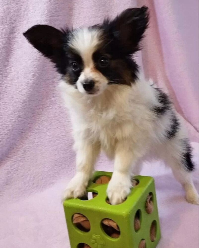 Male Papillon looking for a home in Chicago, IL
