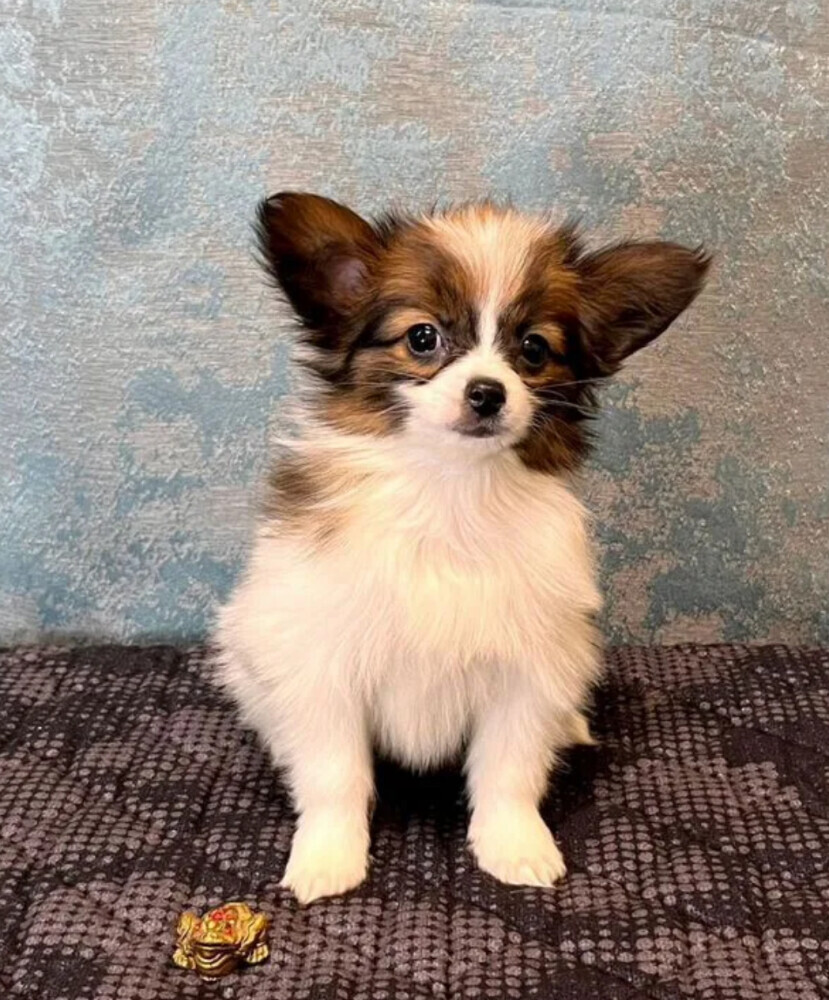 Male Papillon looking for a home in Chicago, IL