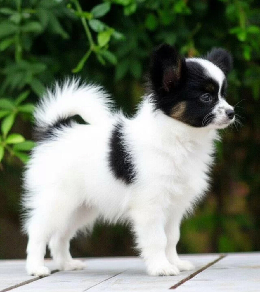 Black-and-white Papillon girl available in Milton, GA