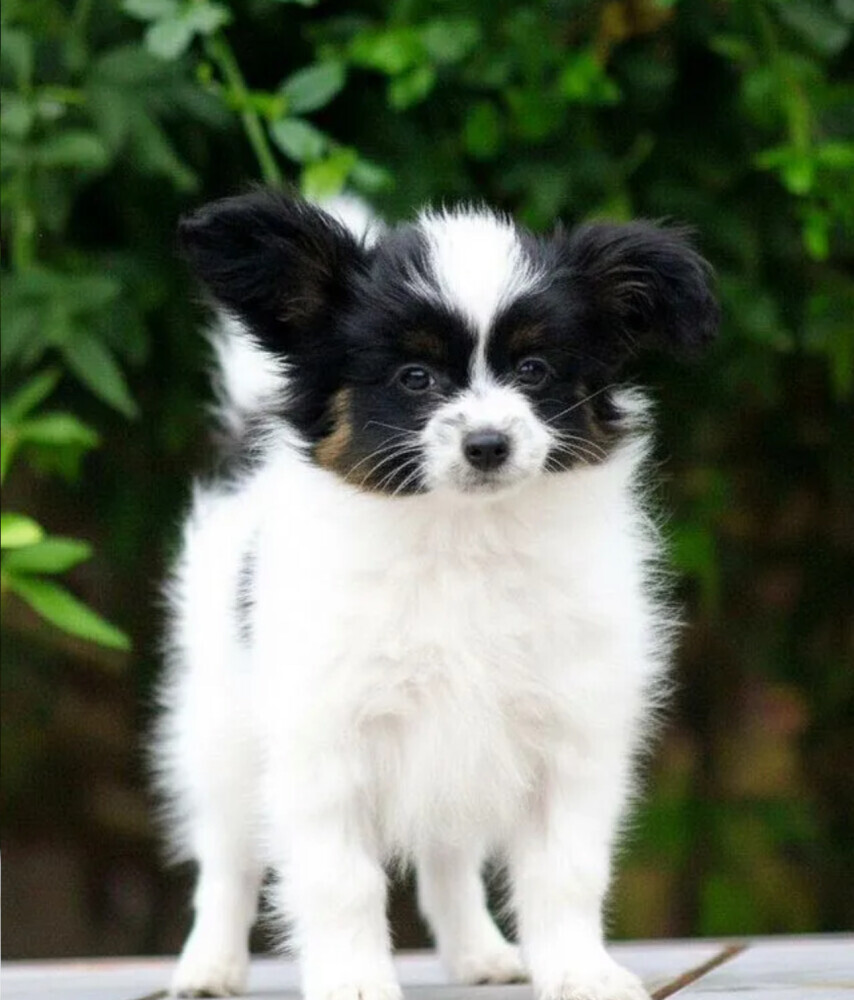 Black-and-white Papillon girl available in Milton, GA