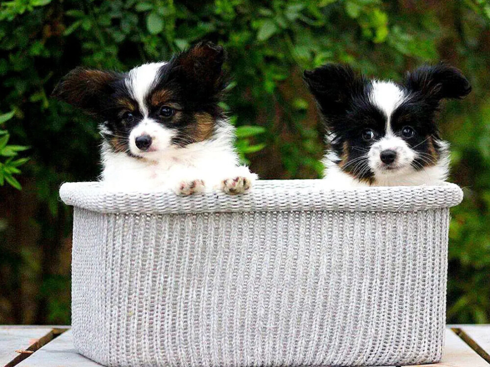 Black-and-white Papillon girl available in Milton, GA