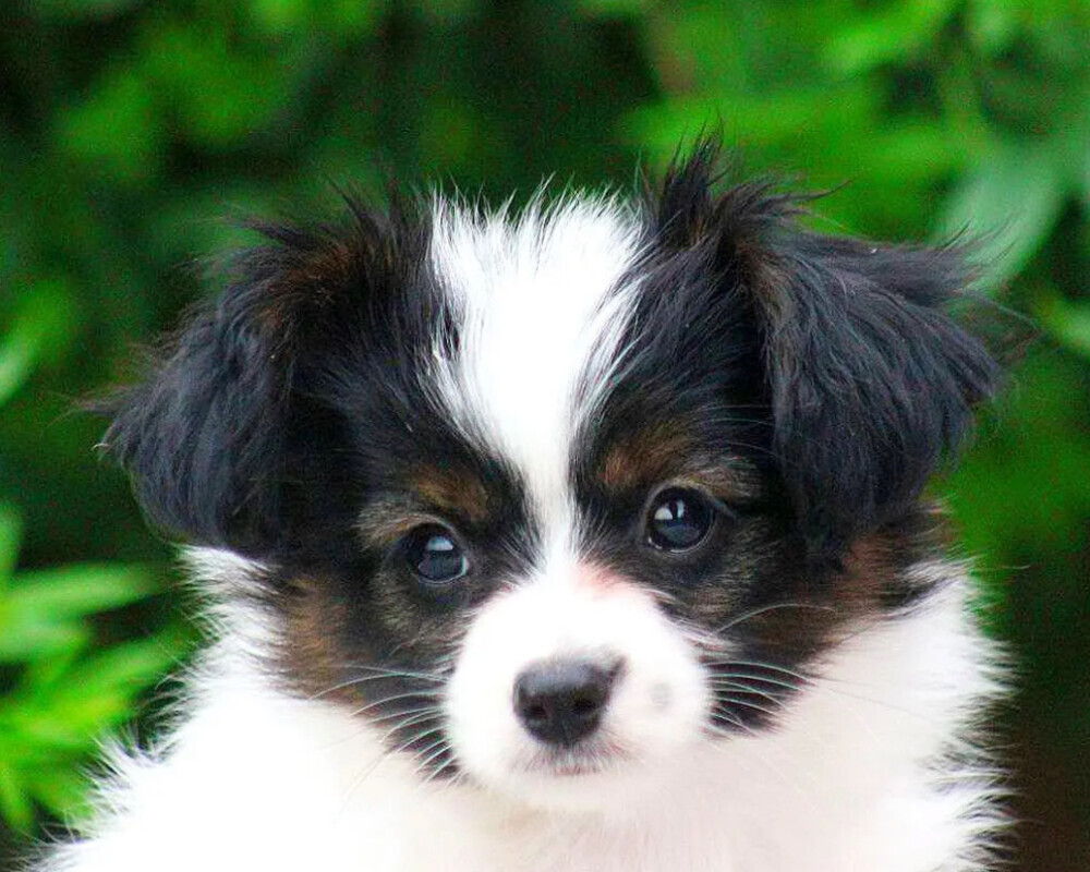 Black-and-white Papillon girl available in Milton, GA