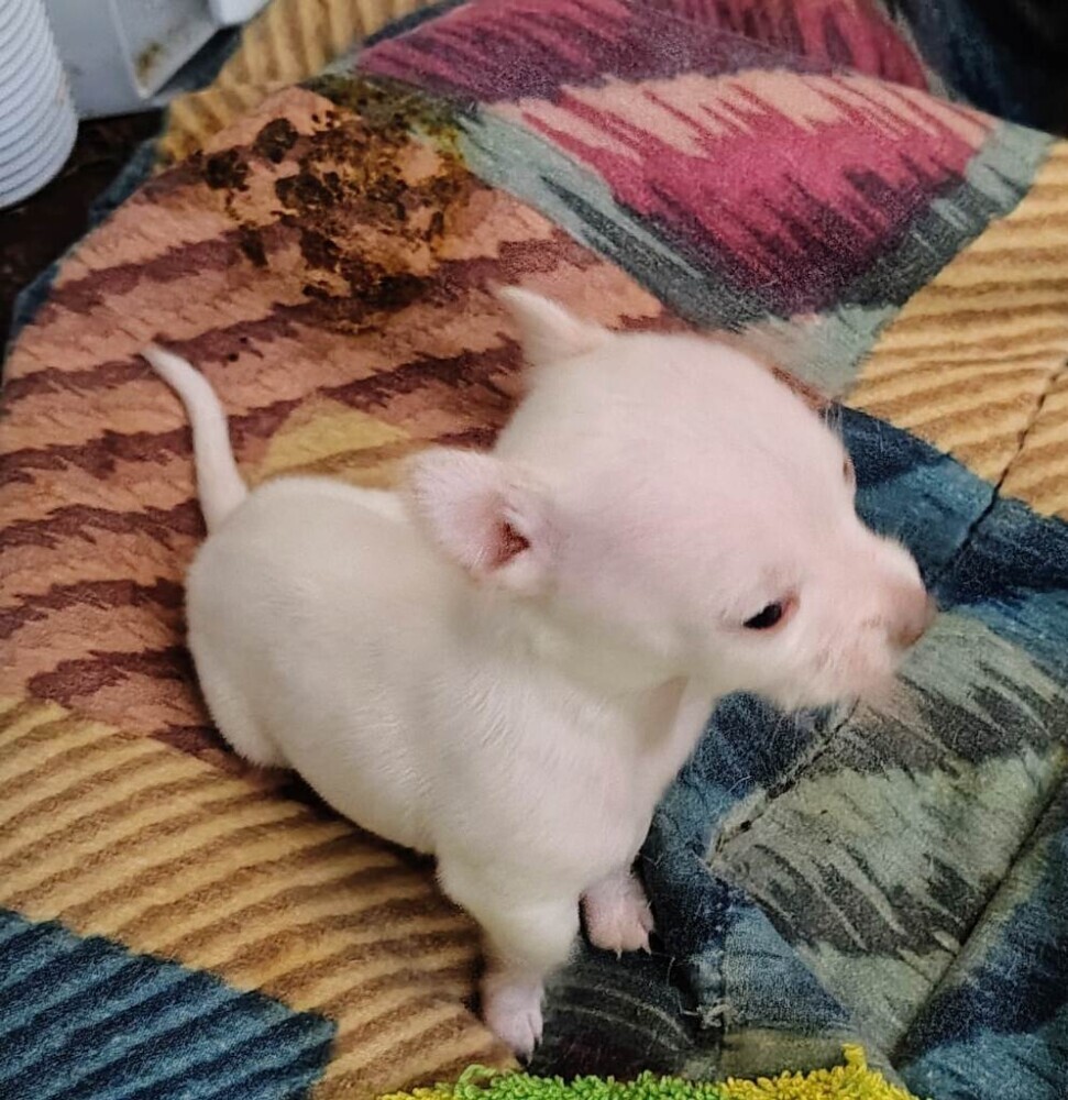 Adorabale White Female Chihuahua Puppy