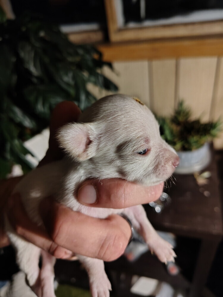 Adorabale White Female Chihuahua Puppy