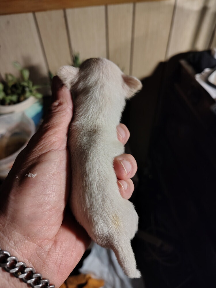Adorabale White Female Chihuahua Puppy