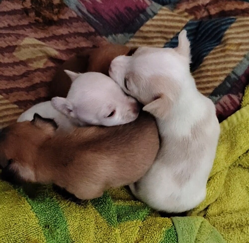 Adorabale White Female Chihuahua Puppy