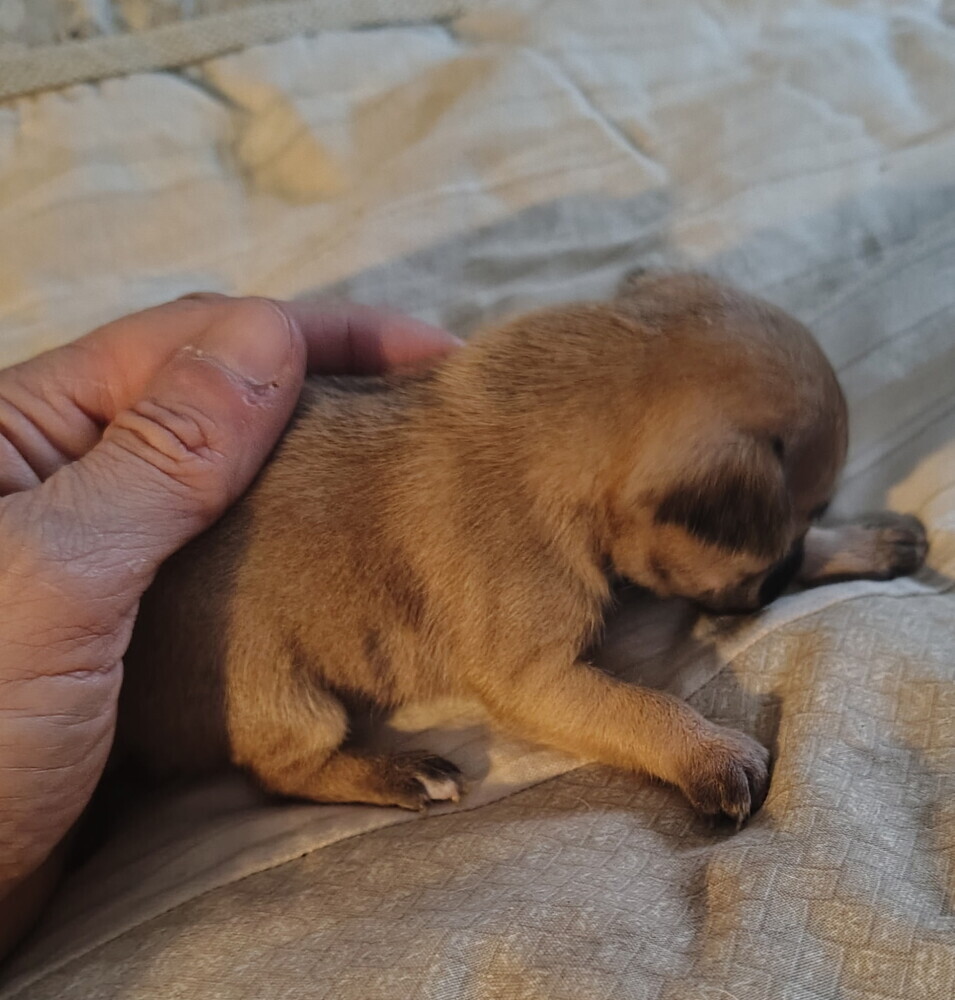 Brown Female Chihuahua puppy