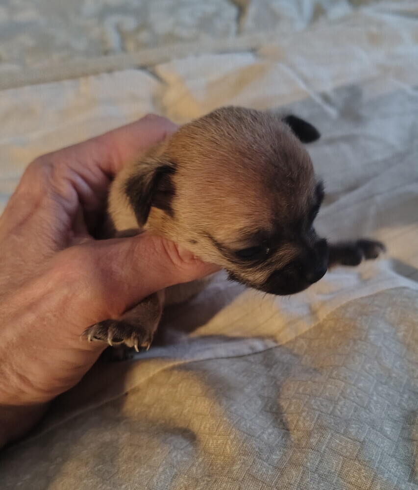 Brown Female Chihuahua puppy