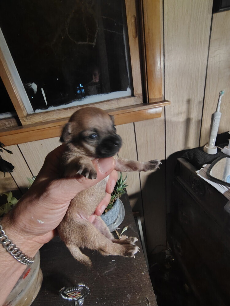 Brown Female Chihuahua puppy