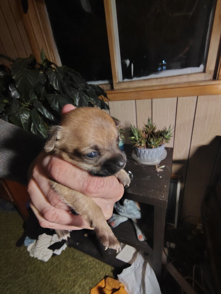 Brown Female Chihuahua puppy