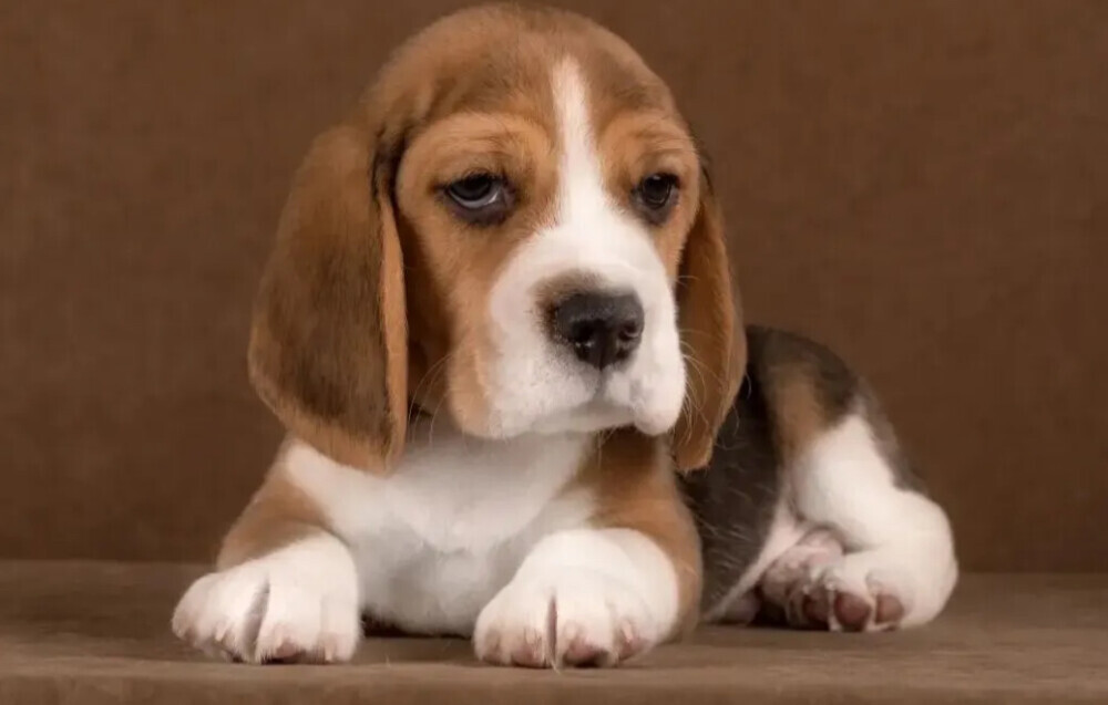 Beagle Female Puppy for Sale in Arizona (AZ)