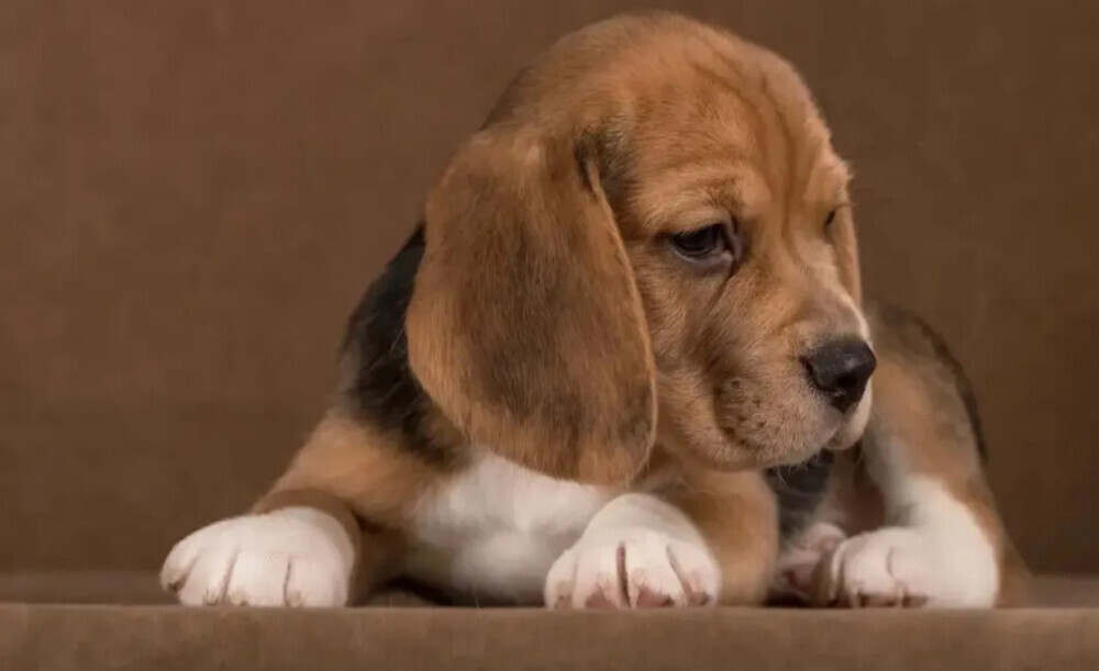 Beagle Female Puppy for Sale in Arizona (AZ)