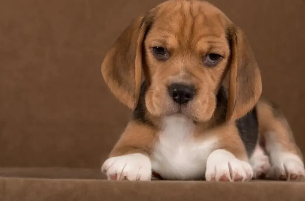 Beagle Female Puppy for Sale in Arizona (AZ)