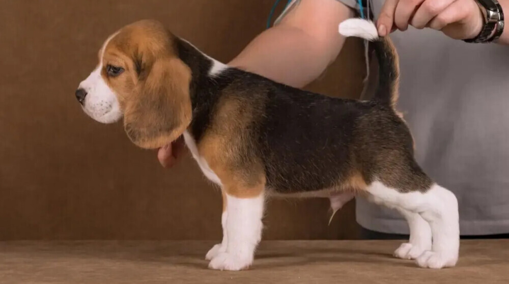 Beagle Female Puppy for Sale in Arizona (AZ)