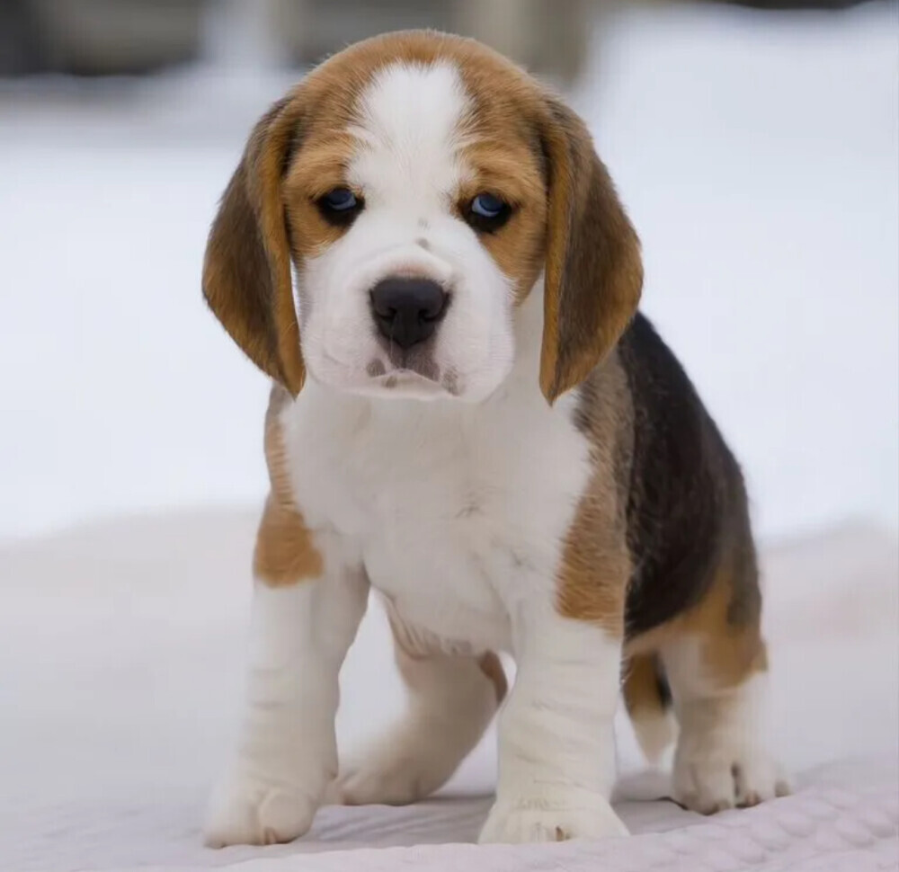 Beagle Puppies for Sale in California (CA)