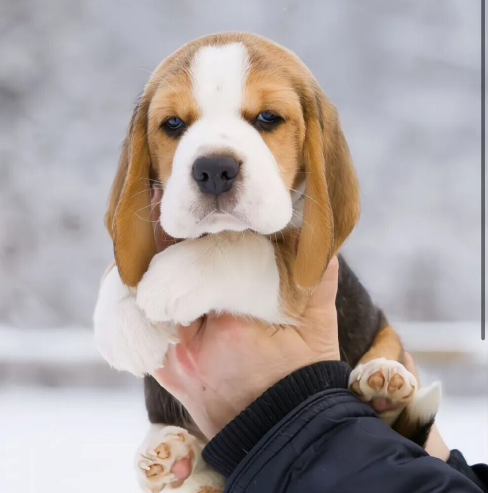 Beagle Puppies for Sale in California (CA)