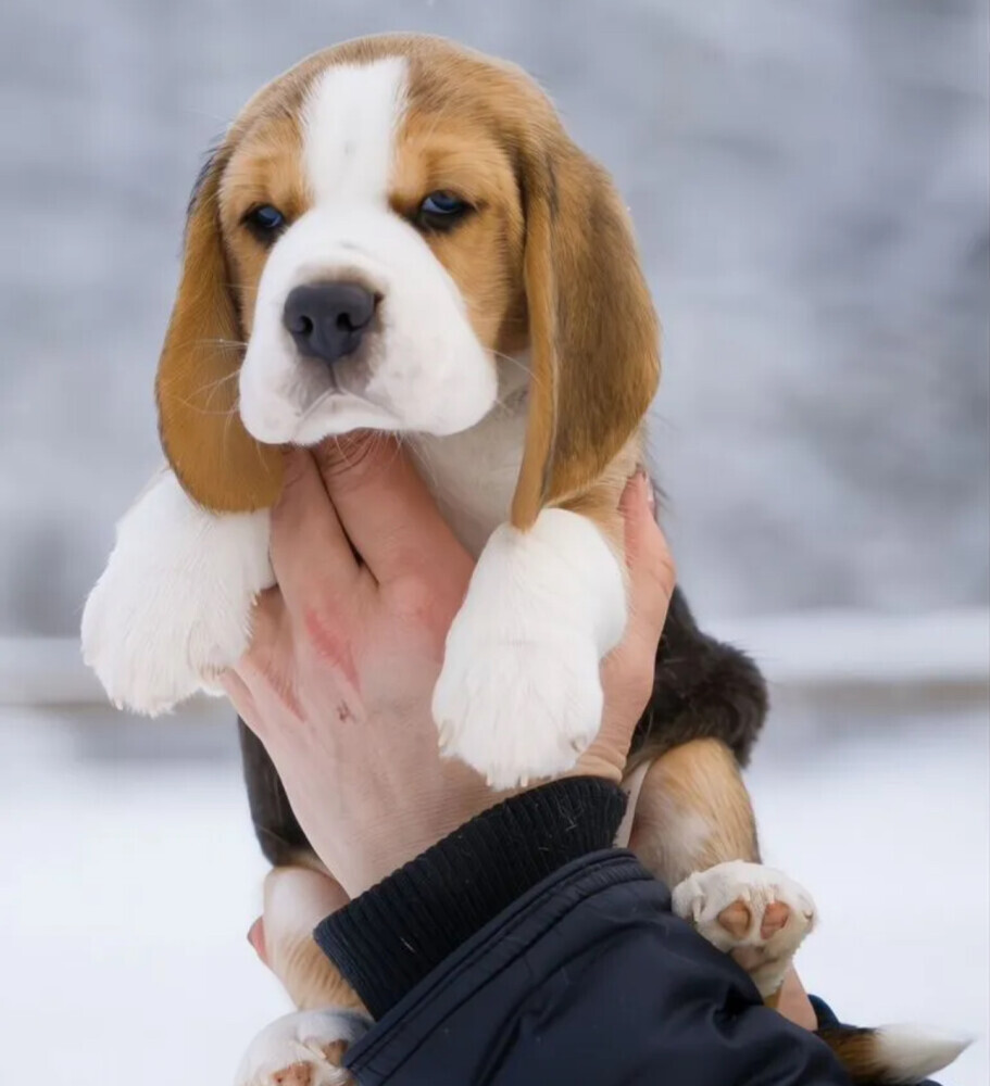 Beagle Puppies for Sale in California (CA)