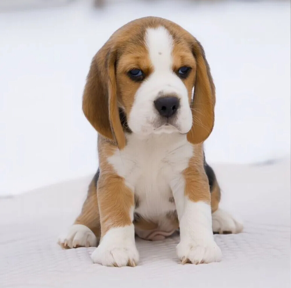 Beagle Puppies for Sale in California (CA)