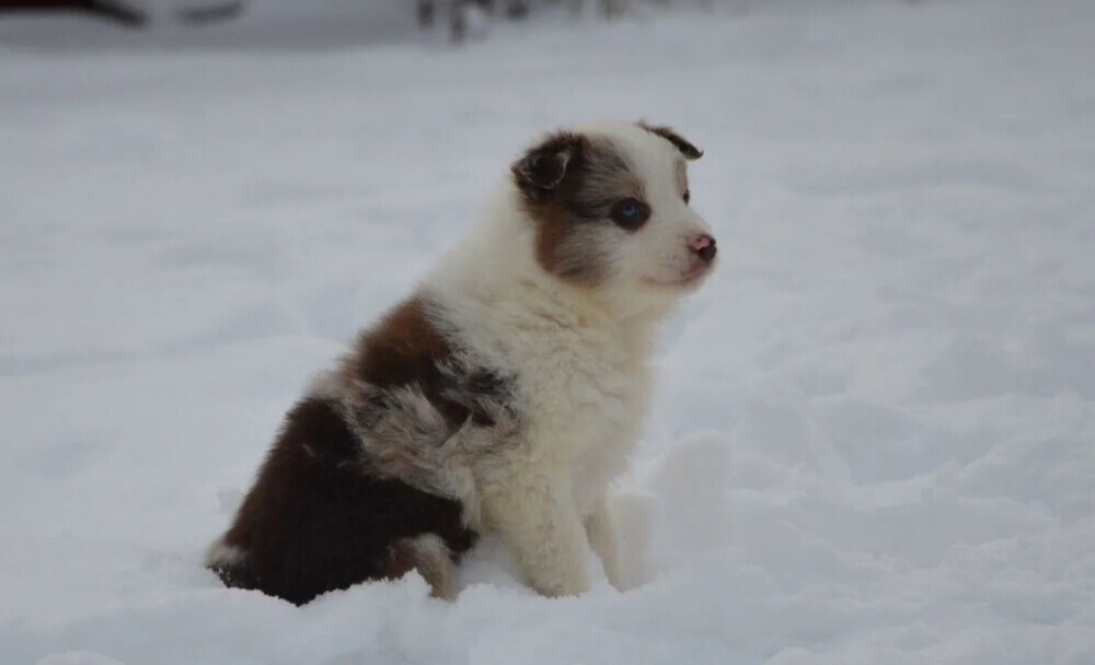 Collie Puppies for Sale in New Jersey (NJ)