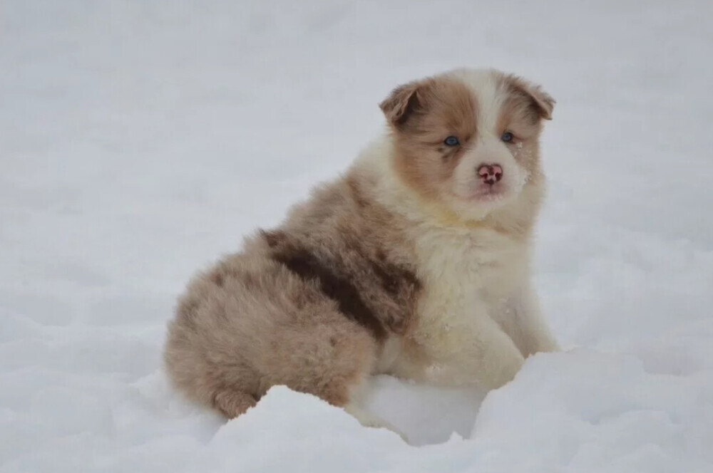 Collie Puppies for Sale in New Jersey (NJ)
