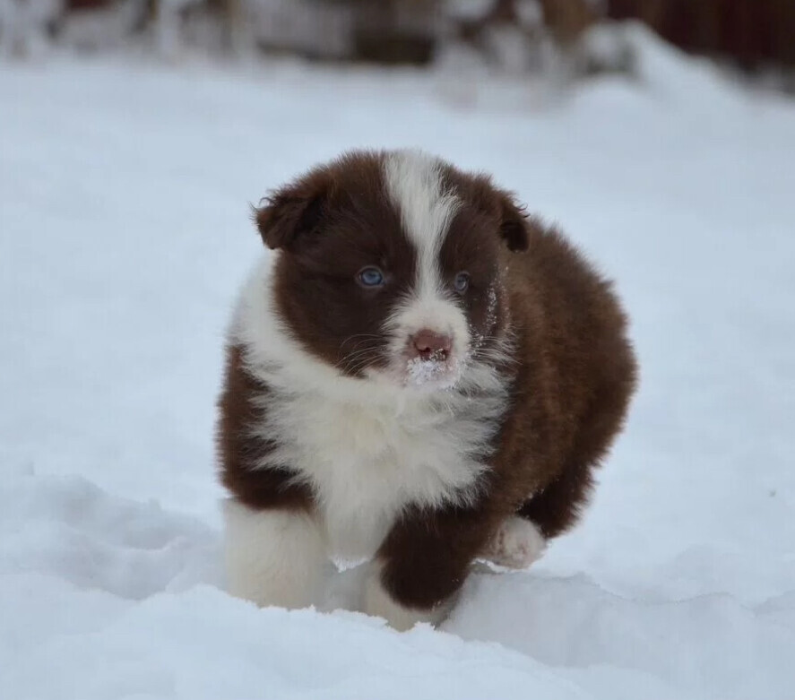 Collie Puppies for Sale in New Jersey (NJ)