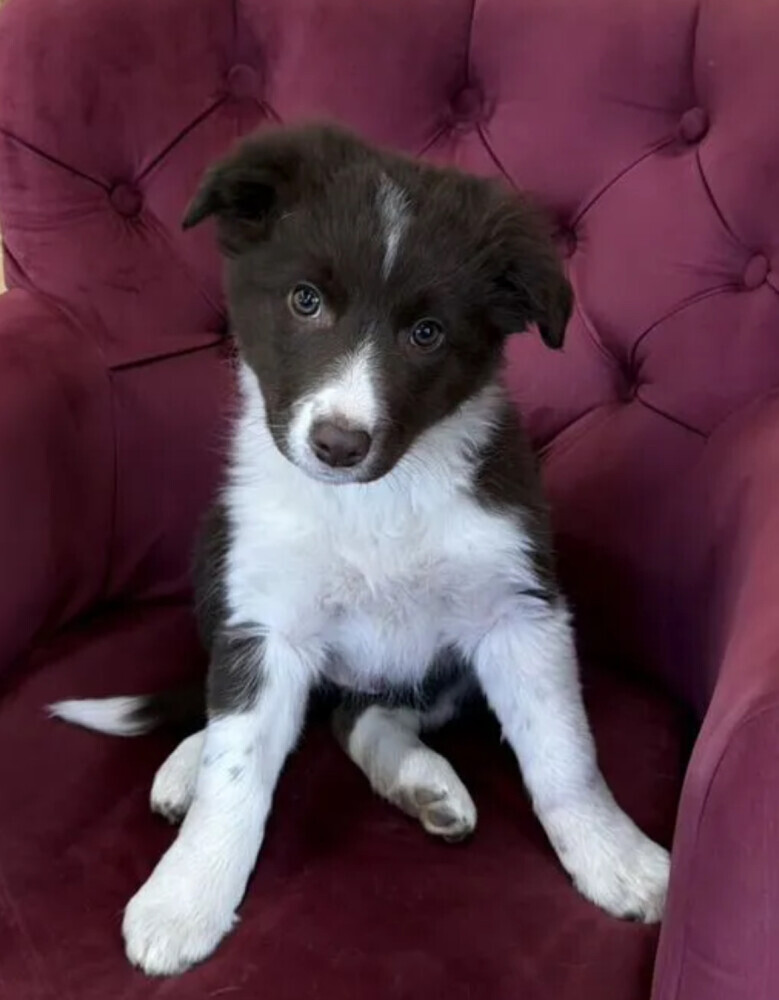 Long-Haired Collie Female Puppy for Sale in Florida (FL)
