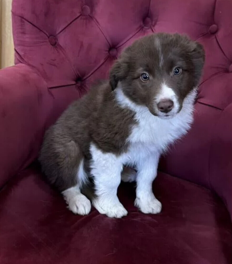 Long-Haired Collie Female Puppy for Sale in Florida (FL)