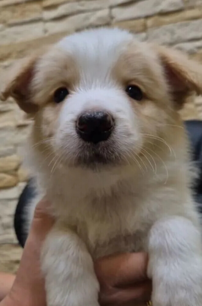 Border Collie Male Puppy for Sale in New York (NY)